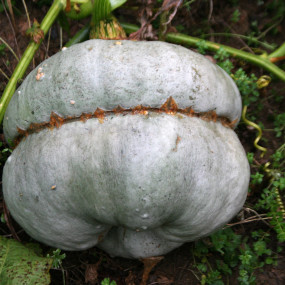 Zucca cappello da prete Reggiana 25 g  - Arcoiris sementi biologiche