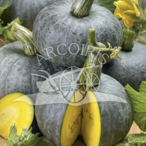 Pumpkin green Hokkaido (Cucurbita maxima)  - Arcoiris organic seeds