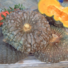 Pumpkin Marina di Chioggia (Curcubita maxima) - Arcoiris organic seeds