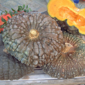 Pumpkin Marina of Chioggia (Curcubita maxima) - Organic Seeds