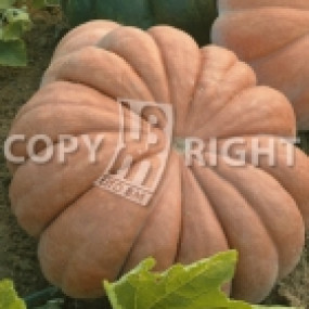 Pumpkin Musquee de Provence (Cucurbita moschata) 25 g - Arcoiris organic seeds