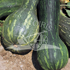 Pumpkin moscata lunga di Napoli - Arcoiris organic seeds