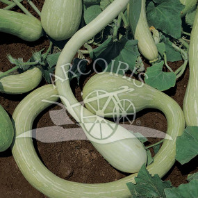 Pumpkin Trumpet  of Albenga - Organic Seeds