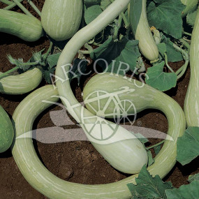 Zucca Trombetta d'Albenga (Cucurbita moschata) 25 g - Arcoiris sementi biologiche