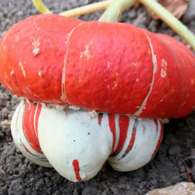 Pumpkin Turbante Turco (Cucurbita maxima) - Arcoiris organic seeds
