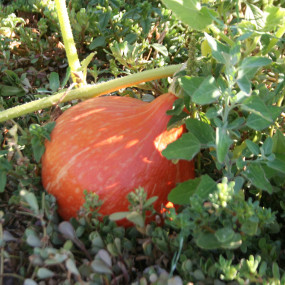 Pumpkin Uchiki Kury (Cucurbita maxima) - Arcoiris organic seeds