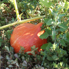 Zucca Uchiki Kury (Cucurbita maxima) 25 g - Arcoiris sementi biologiche