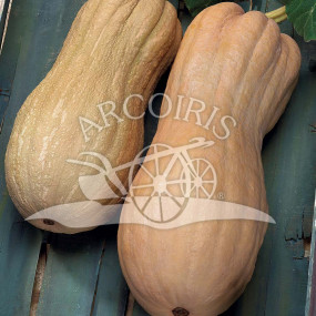 Pumpkin Violina (Cucurbita moschata) 25 g - Arcoiris organic seeds