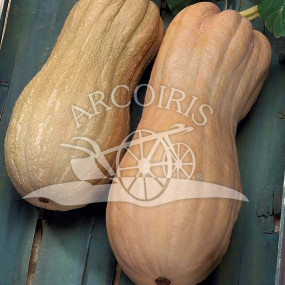 Zucca Violina (Cucurbita moschata) 25 g - Arcoiris sementi biologiche