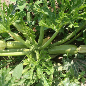 Zucchini Alberello di Sarzana - Arcoiris organic seeds