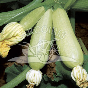 White Zucchini of Trieste - Organic Seeds