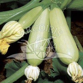 Courgette Bianca di Trieste 25 g- Arcoiris semences biologiques et biodynamiques