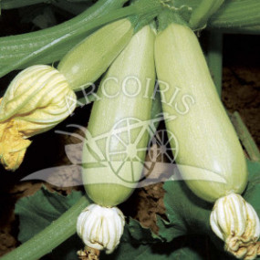 Zucchino bianca di Trieste 250 g - Arcoiris sementi biologiche