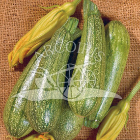Zucchino Bolognese 25 g - Arcoiris sementi biologiche e biodinamiche