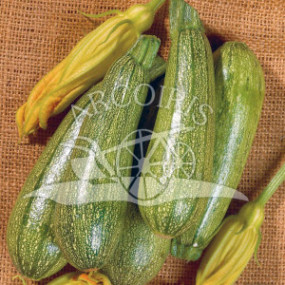Zucchino Bolognese 250 g - Arcoiris sementi biologiche