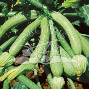 Genovese Zucchini - Organic Seeds