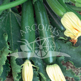 Zucchini Nano of Milan - Organic Seeds