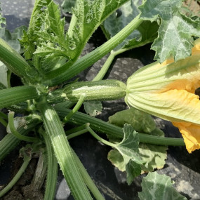Zucchini Novus- Organic Seeds