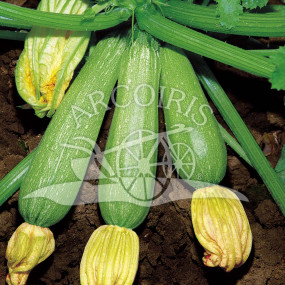 Zucchino Ortolana di Faenza 25 g - Arcoiris sementi biologiche
