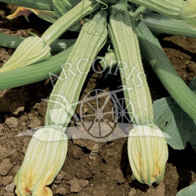 Zucchini romanesco 25 g - Arcoiris organic seeds