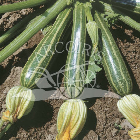 Zucchini San Pasquale - Arcoiris organic seeds