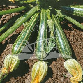 Zucchini Striated from Italy - Organic Seeds