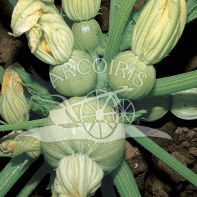 Zucchino Tondo chiaro di Nizza 25 g - Arcoiris sementi biologiche