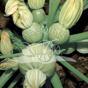 Zucchino Tondo chiaro di Nizza 25 g - Arcoiris sementi biologiche e biodinamiche