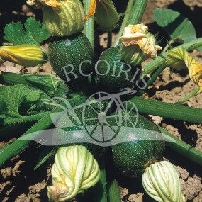 Zucchini tondo di Piacenza - Arcoiris organic seeds